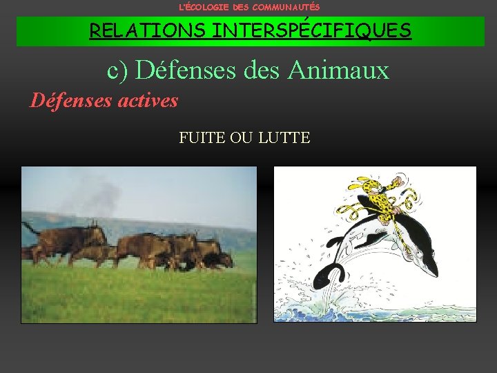 L’ÉCOLOGIE DES COMMUNAUTÉS RELATIONS INTERSPÉCIFIQUES c) Défenses des Animaux Défenses actives FUITE OU LUTTE