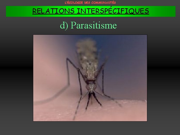 L’ÉCOLOGIE DES COMMUNAUTÉS RELATIONS INTERSPÉCIFIQUES d) Parasitisme 