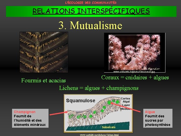 L’ÉCOLOGIE DES COMMUNAUTÉS RELATIONS INTERSPÉCIFIQUES 3. Mutualisme www. scubawin. ch/photo/ flore/corail. jpg Coraux =