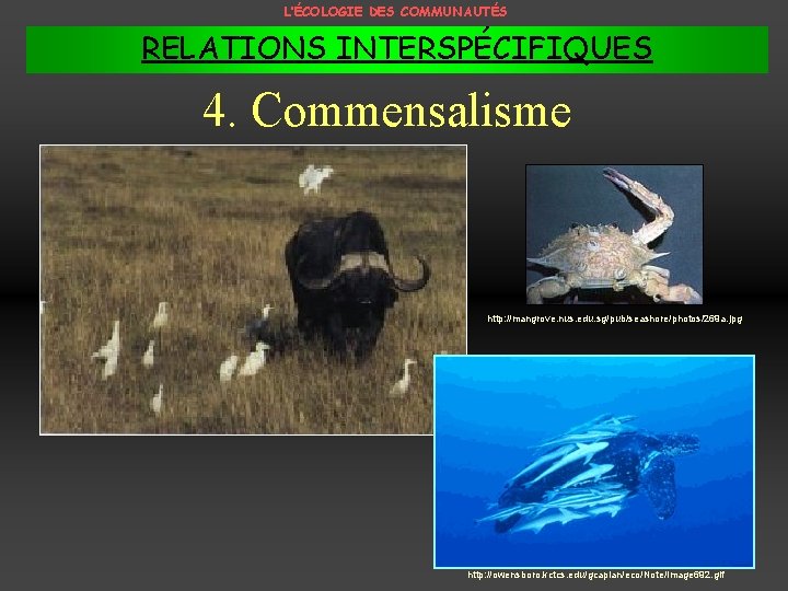 L’ÉCOLOGIE DES COMMUNAUTÉS RELATIONS INTERSPÉCIFIQUES 4. Commensalisme http: //mangrove. nus. edu. sg/pub/seashore/photos/269 a. jpg