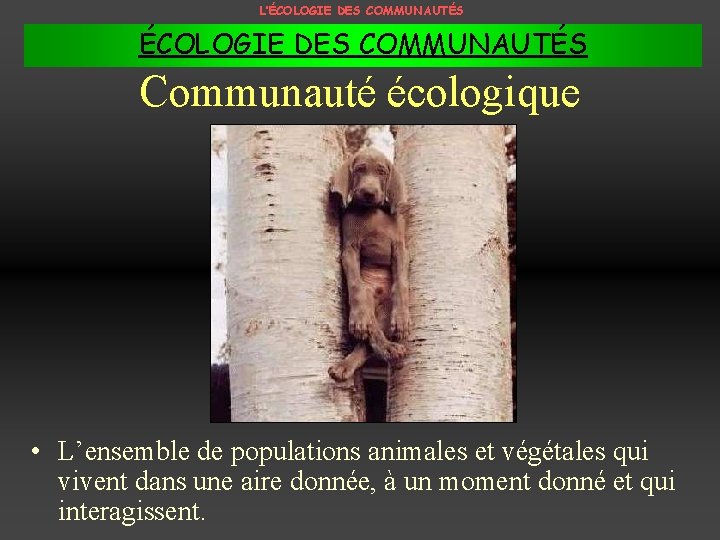 L’ÉCOLOGIE DES COMMUNAUTÉS Communauté écologique • L’ensemble de populations animales et végétales qui vivent