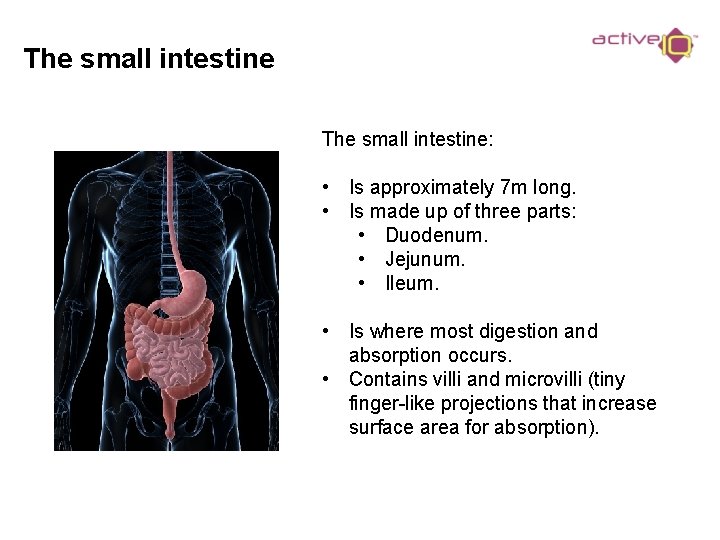 The small intestine: • Is approximately 7 m long. • Is made up of
