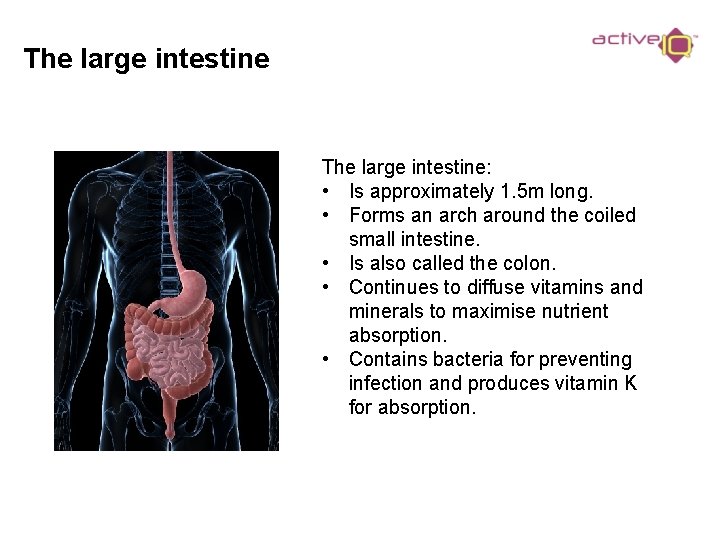 The large intestine: • Is approximately 1. 5 m long. • Forms an arch