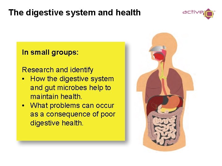 The digestive system and health In small groups: Research and identify • How the