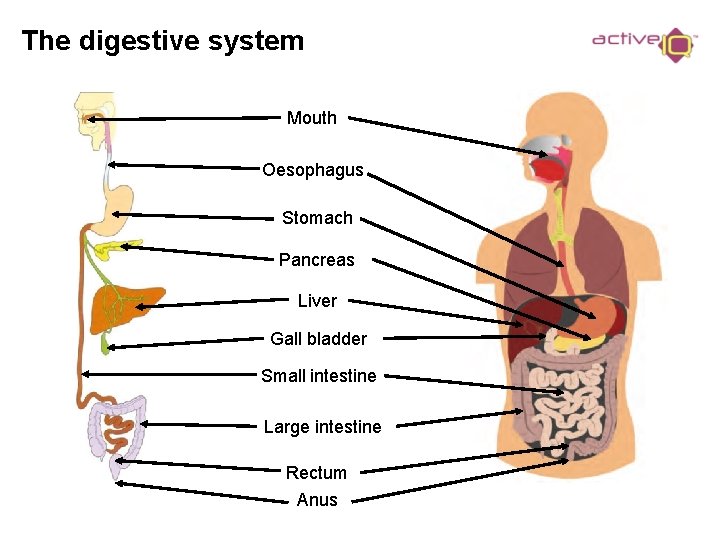 The digestive system Mouth Oesophagus Stomach Pancreas Liver Gall bladder Small intestine Large intestine