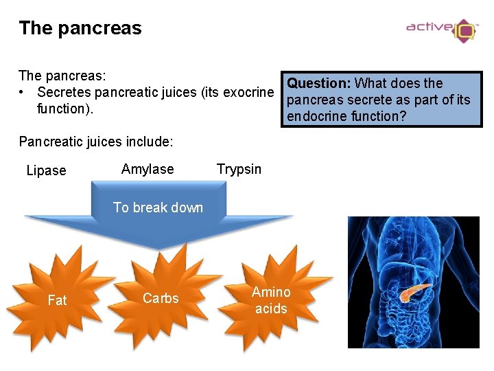 The pancreas: Question: What does the • Secretes pancreatic juices (its exocrine pancreas secrete