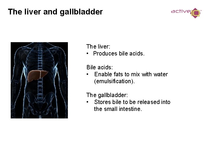 The liver and gallbladder The liver: • Produces bile acids. Bile acids: • Enable