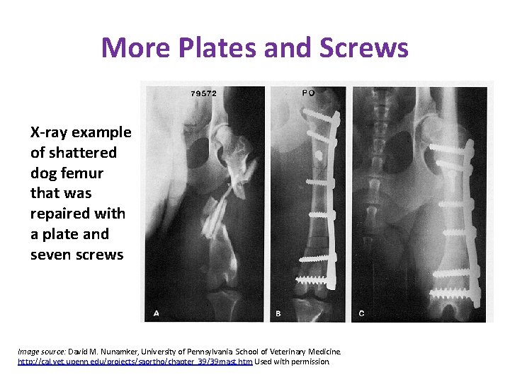 More Plates and Screws X-ray example of shattered dog femur that was repaired with