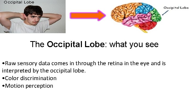 The Occipital Lobe: what you see • Raw sensory data comes in through the