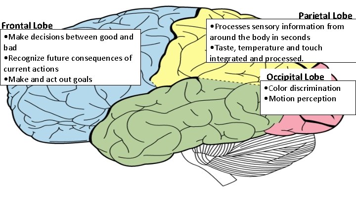 Frontal Lobe • Make decisions between good and bad • Recognize future consequences of