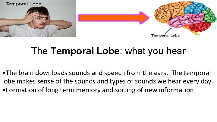 The Temporal Lobe: what you hear • The brain downloads sounds and speech from