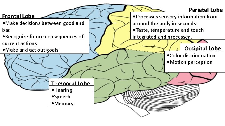 Parietal Lobe Frontal Lobe • Make decisions between good and bad • Recognize future