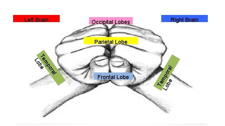 Left Brain Occipital Lobes Right Brain al or mp Te be Lo Frontal Lobe