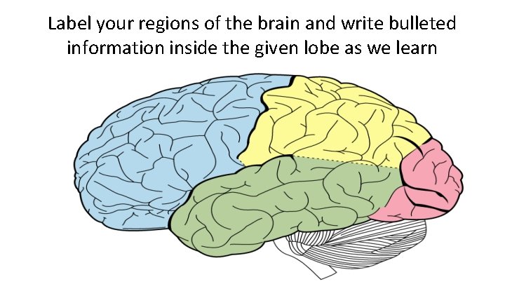 Label your regions of the brain and write bulleted information inside the given lobe
