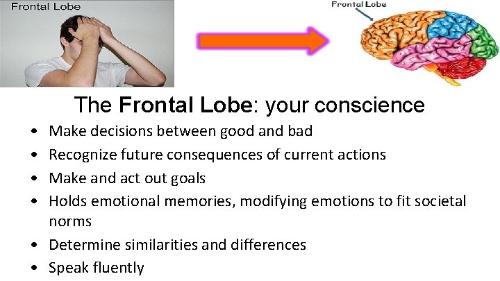 The Frontal Lobe: your conscience • • Make decisions between good and bad Recognize
