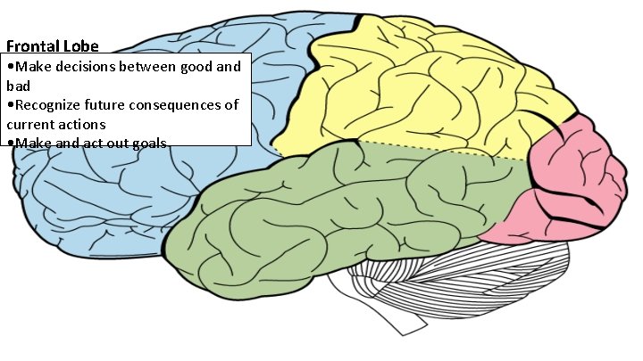 Frontal Lobe • Make decisions between good and bad • Recognize future consequences of