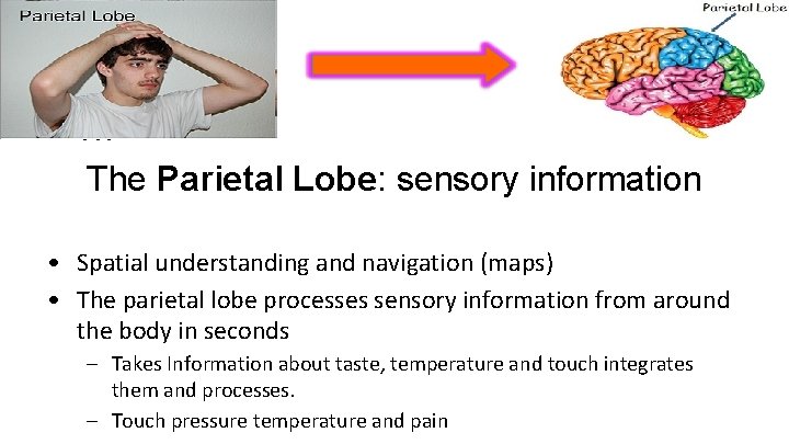  • Th The Parietal Lobe: sensory information • Spatial understanding and navigation (maps)