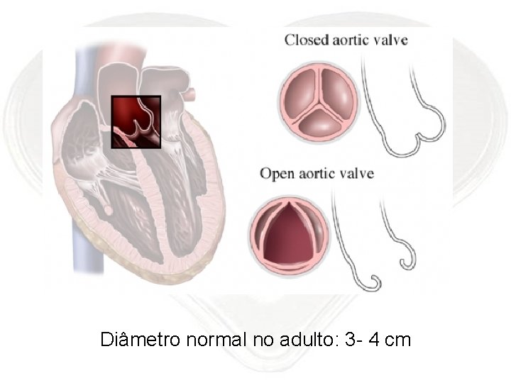 Diâmetro normal no adulto: 3 - 4 cm 