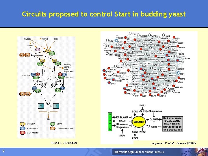 Circuits proposed to control Start in budding yeast Rupes I. , TIG (2002) 9