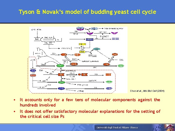 Tyson & Novak’s model of budding yeast cell cycle Chen et al. , Mol
