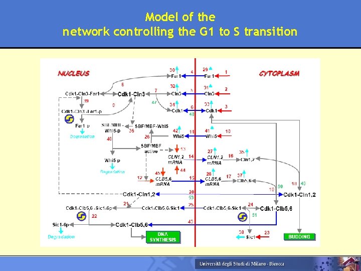 Model of the network controlling the G 1 to S transition 5 