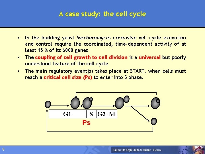 A case study: the cell cycle • In the budding yeast Saccharomyces cerevisiae cell