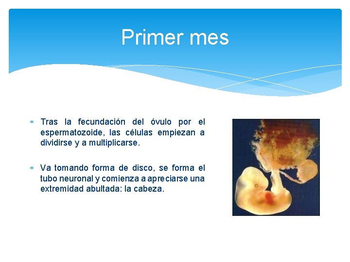 Primer mes Tras la fecundación del óvulo por el espermatozoide, las células empiezan a