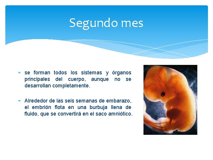 Segundo mes se forman todos los sistemas y órganos principales del cuerpo, aunque no