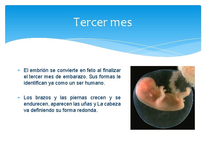 Tercer mes El embrión se convierte en feto al finalizar el tercer mes de