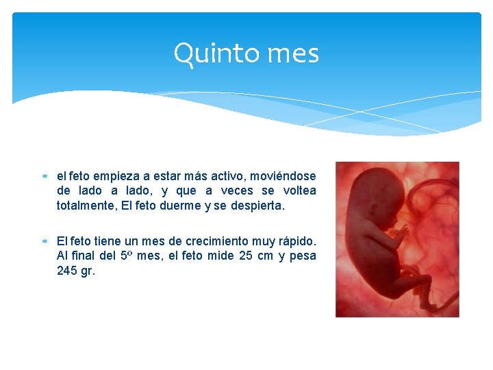 Quinto mes el feto empieza a estar más activo, moviéndose de lado a lado,
