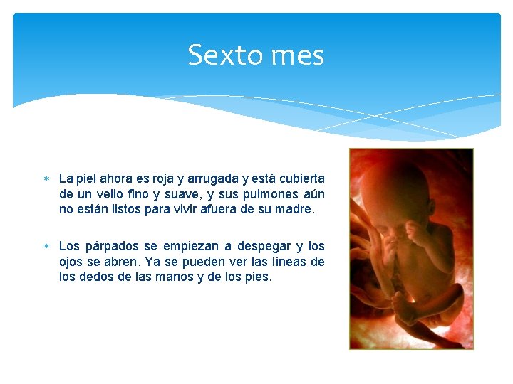 Sexto mes La piel ahora es roja y arrugada y está cubierta de un