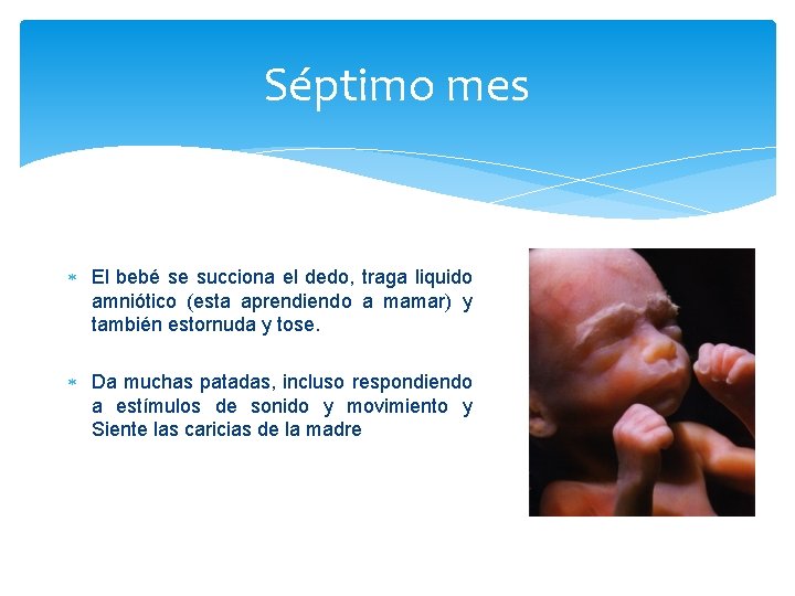 Séptimo mes El bebé se succiona el dedo, traga liquido amniótico (esta aprendiendo a