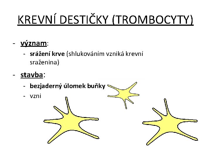 KREVNÍ DESTIČKY (TROMBOCYTY) - význam: - srážení krve (shlukováním vzniká krevní sraženina) - stavba: