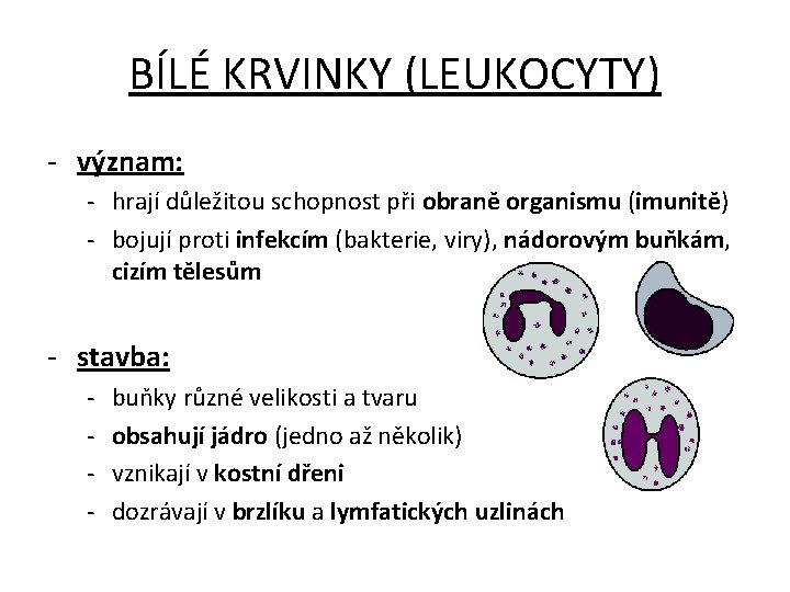 BÍLÉ KRVINKY (LEUKOCYTY) - význam: - hrají důležitou schopnost při obraně organismu (imunitě) -