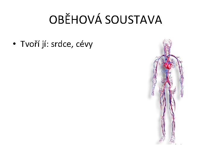 OBĚHOVÁ SOUSTAVA • Tvoří jí: srdce, cévy 