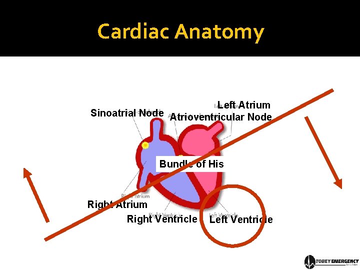Cardiac Anatomy Left Atrium Sinoatrial Node Atrioventricular Node Bundle of His Right Atrium Right