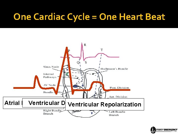 One Cardiac Cycle = One Heart Beat Atrial Depolarization Ventricular Repolarization 