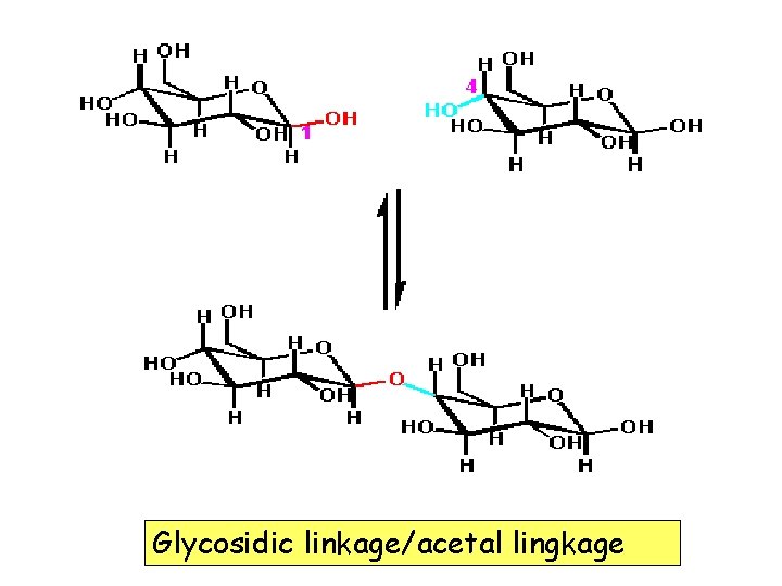 Glycosidic linkage/acetal lingkage 