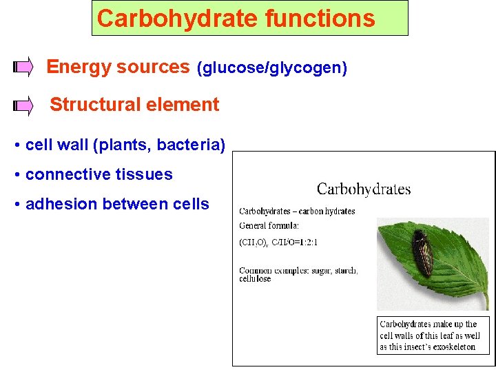 Carbohydrate functions Energy sources (glucose/glycogen) Structural element • cell wall (plants, bacteria) • connective