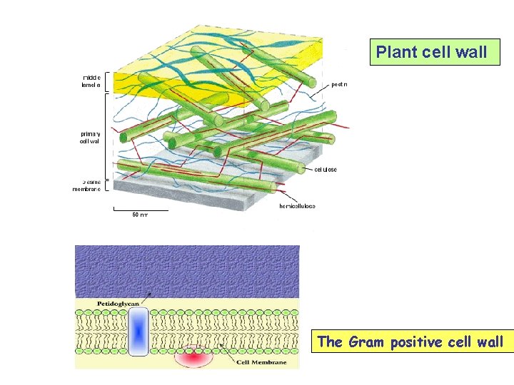 Plant cell wall The Gram positive cell wall 