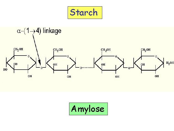 Starch Amylose 