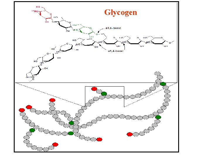 Glycogen 