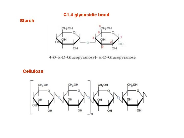 C 1, 4 glycosidic bond Starch Cellulose 