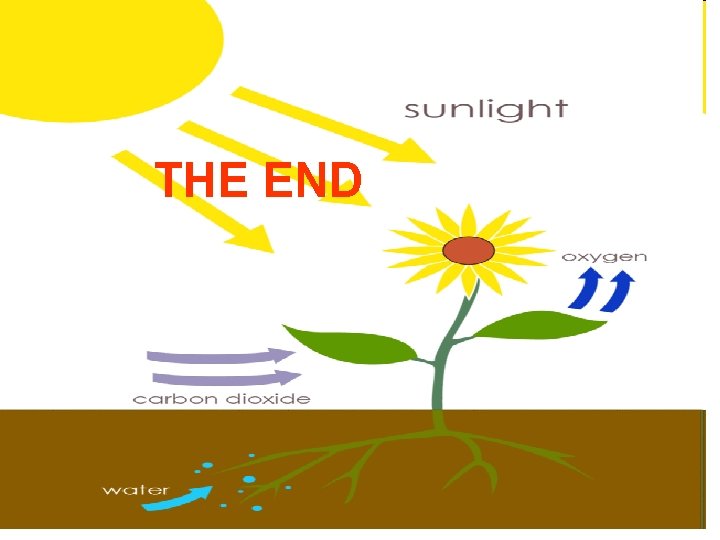 THE END 