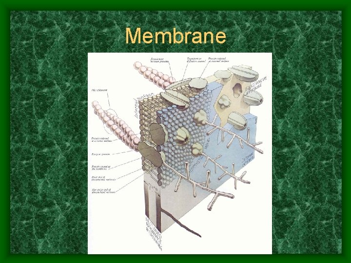 Membrane 