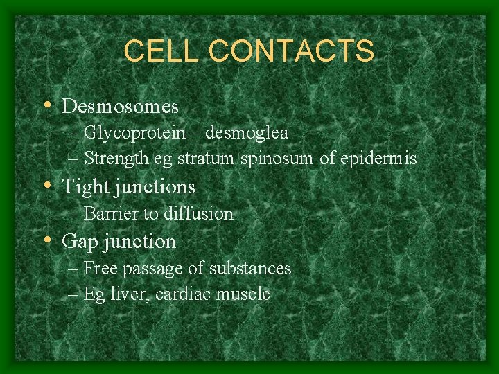 CELL CONTACTS • Desmosomes – Glycoprotein – desmoglea – Strength eg stratum spinosum of