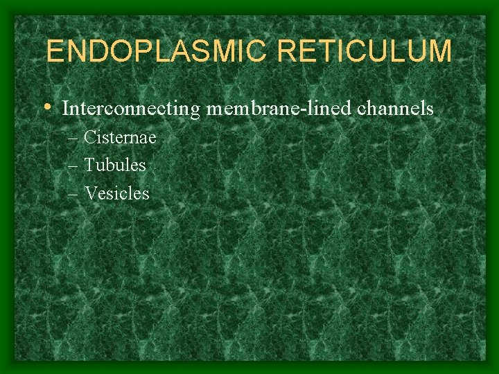 ENDOPLASMIC RETICULUM • Interconnecting membrane-lined channels – Cisternae – Tubules – Vesicles 