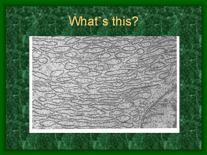 What’s this? 