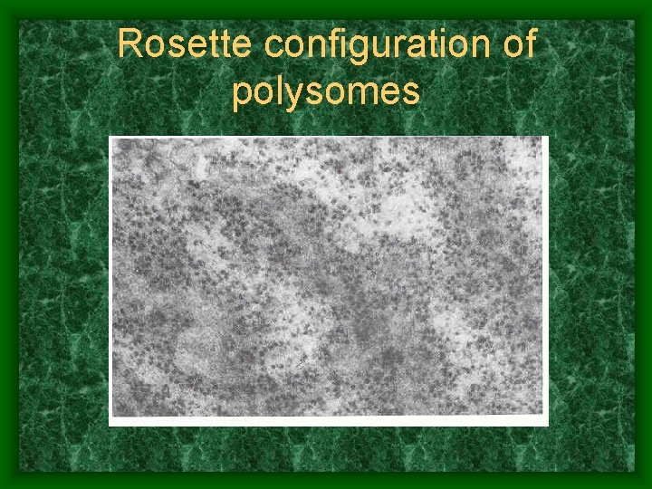 Rosette configuration of polysomes 