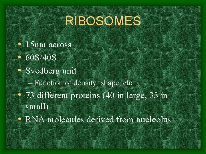 RIBOSOMES • 15 nm across • 60 S/40 S • Svedberg unit – Function
